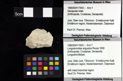 Foto (Objket + Etiketten) von Cracensigillatus acutirostris (Moericke, 1889) 